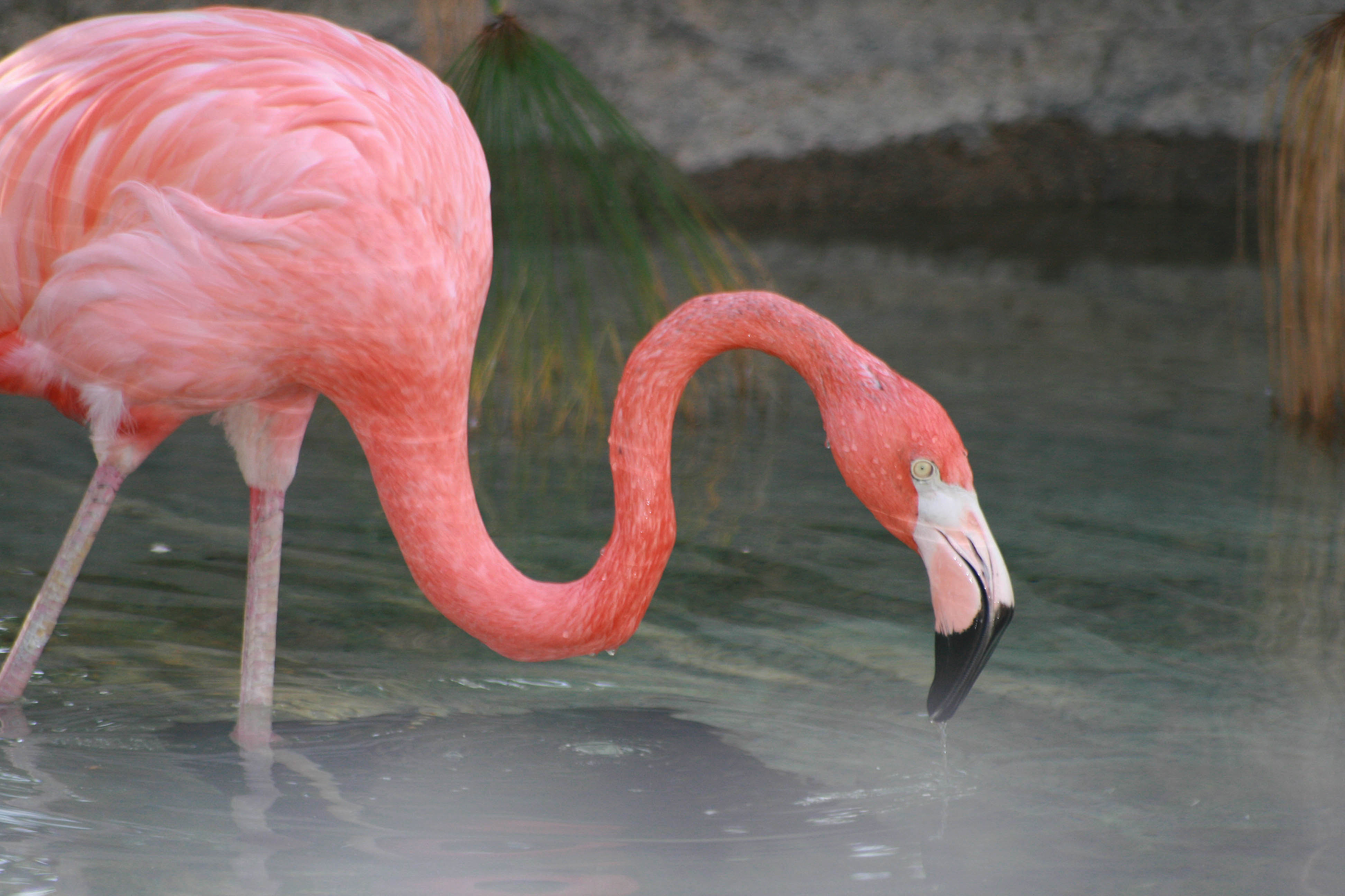 Punta Cana has American Flamingos