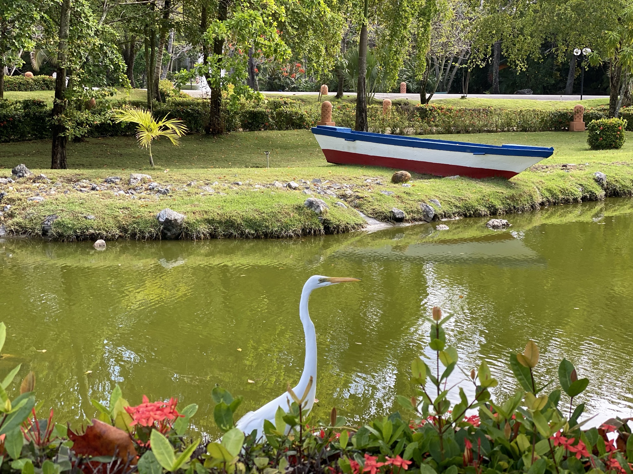 Great Egret in Excellence Punta Cana gardens