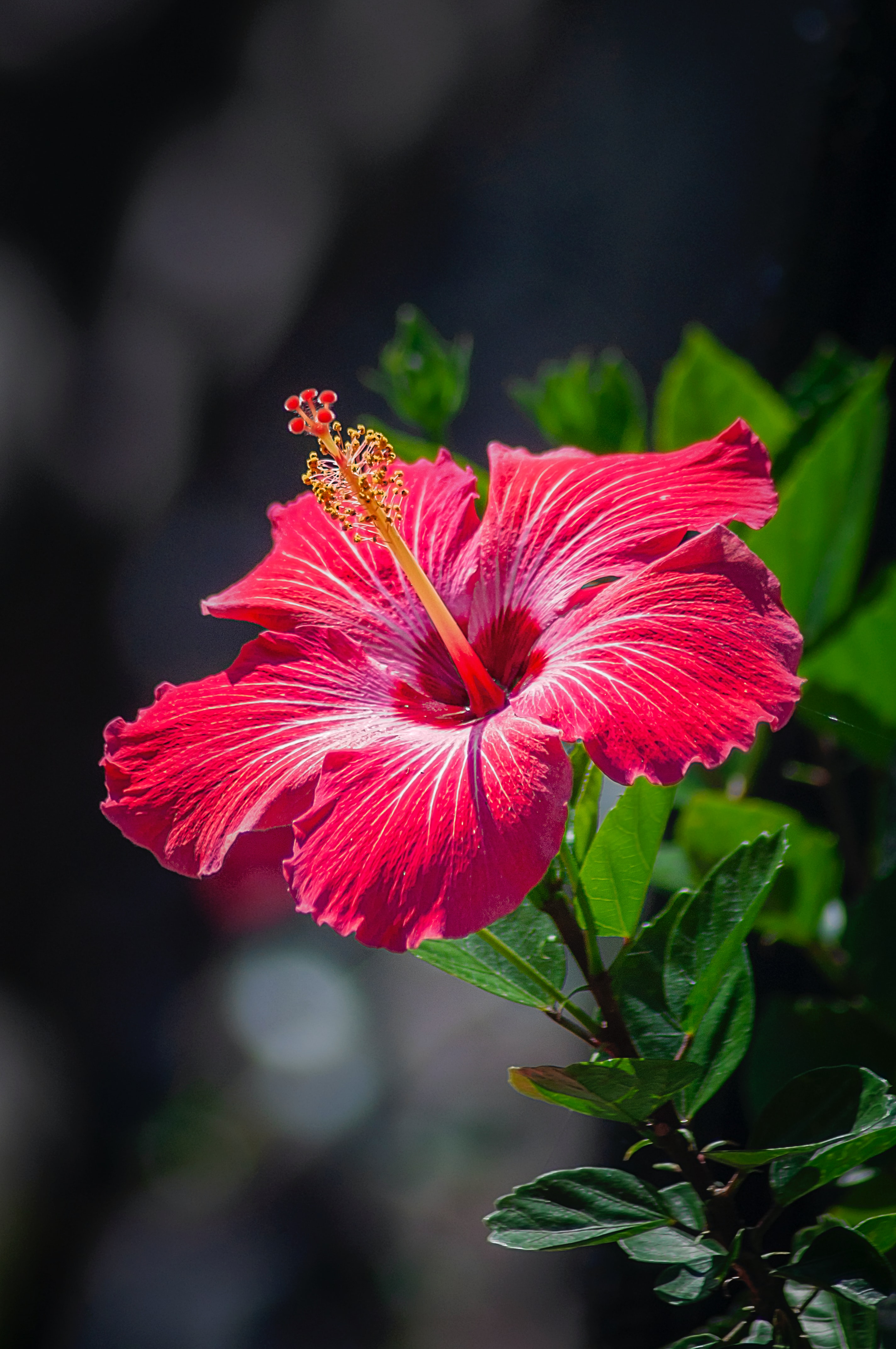 jamaica flower