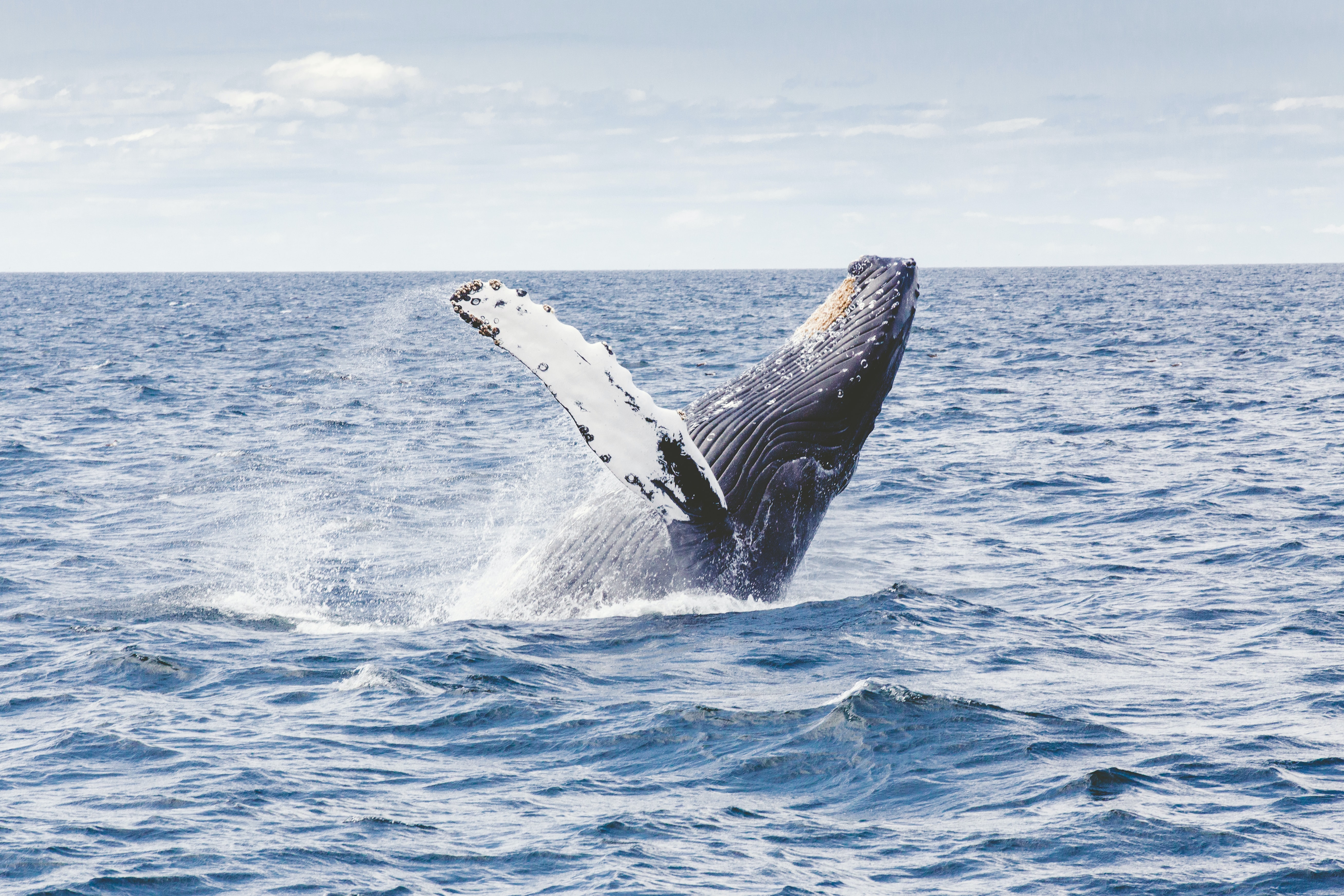 Humpback Whale breaching out of the water