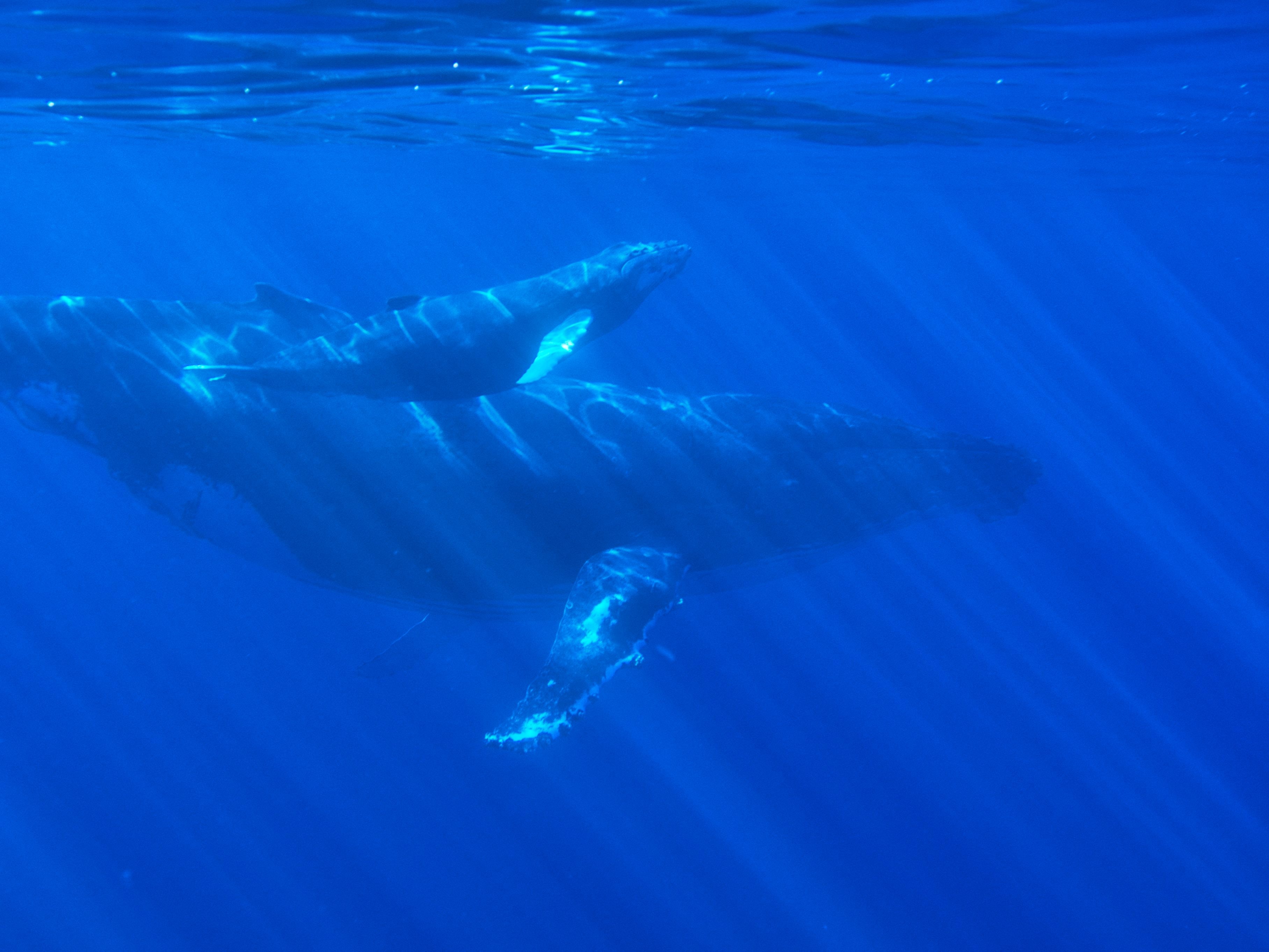 Humpback Whale mother and calf