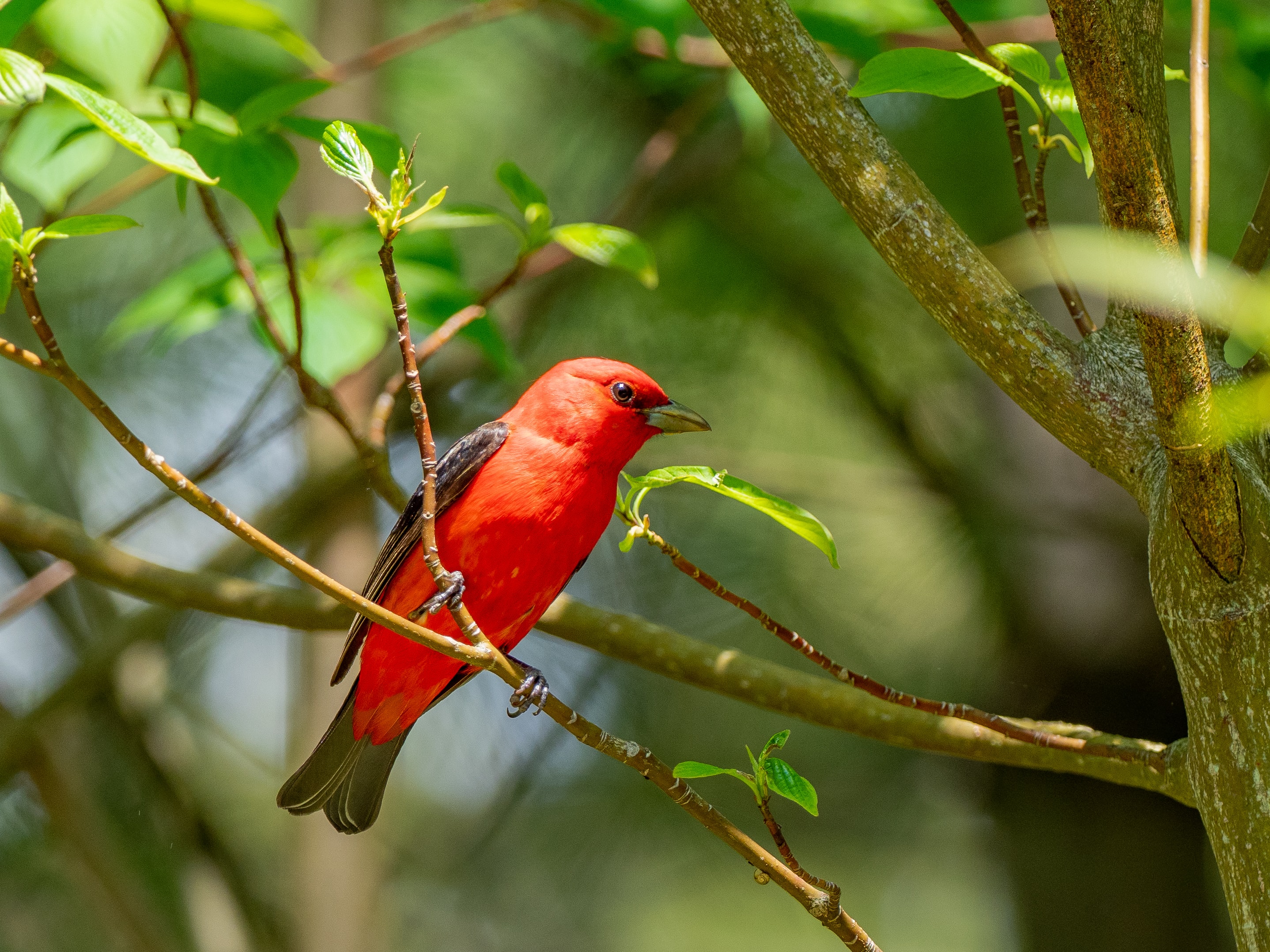 Scarlet Tanager bird in a tropical tree in the Caribbean