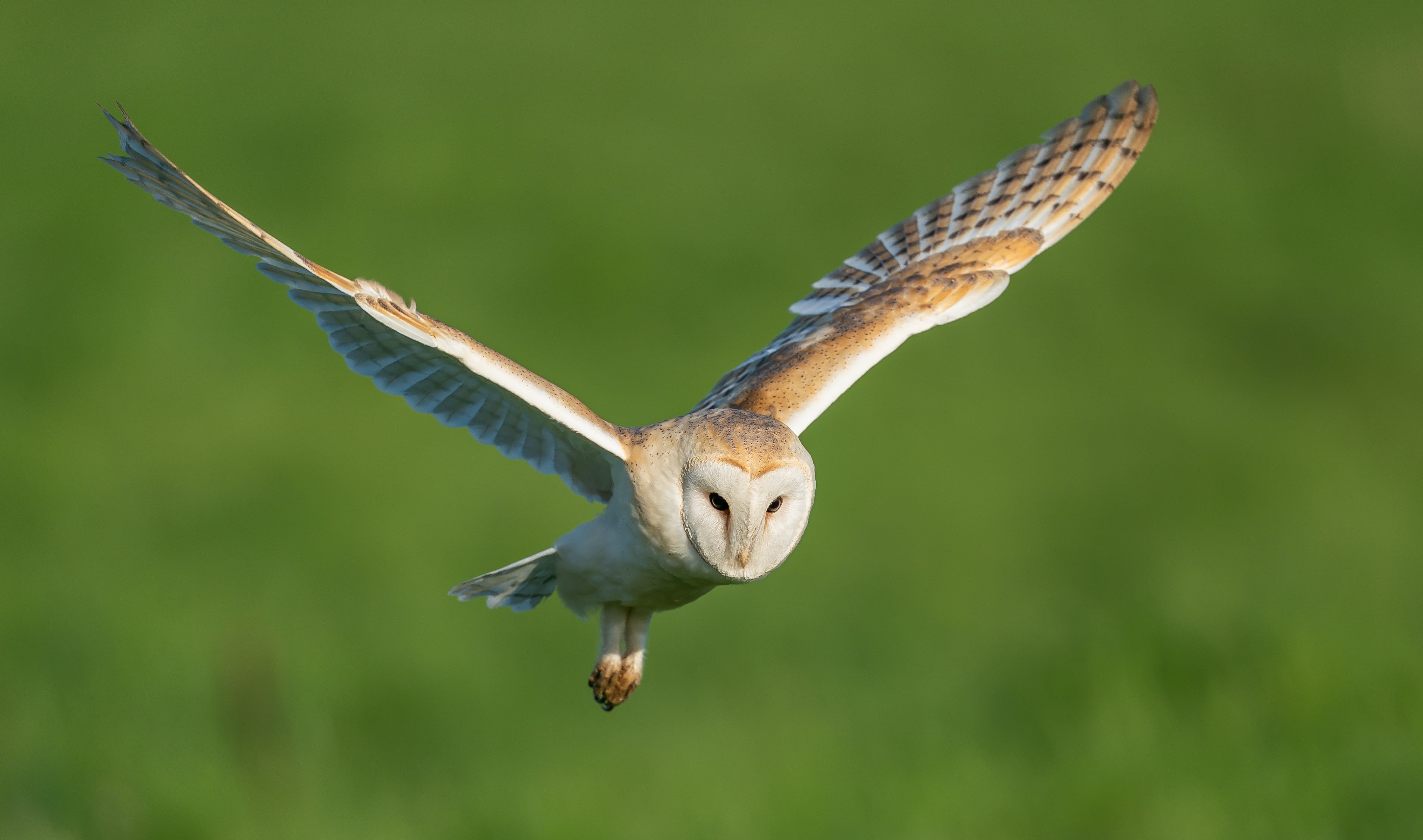 Barn Owl sighting in the Caribbean