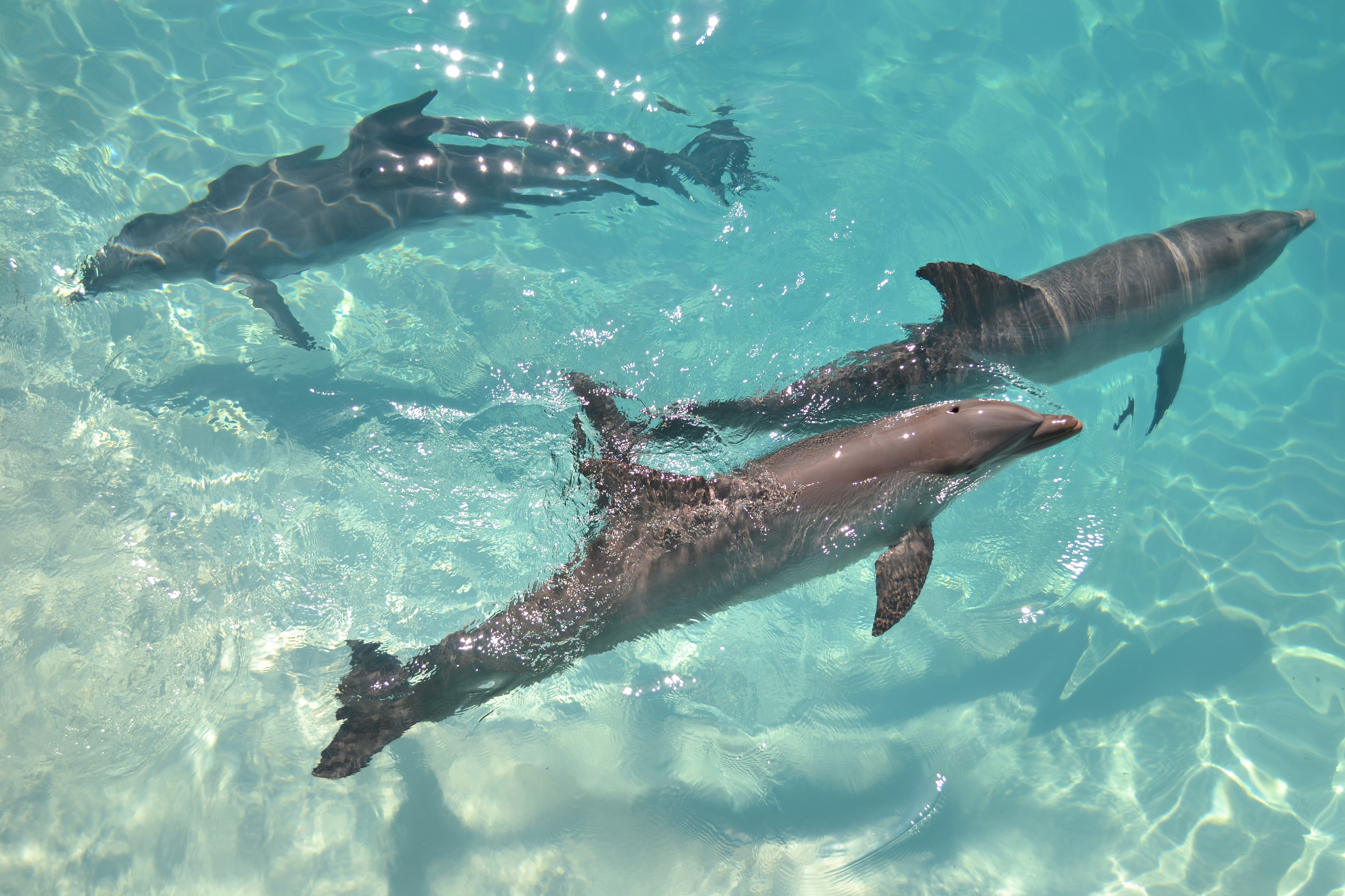 Three doplhins in Punta Cana swimming in the ocean