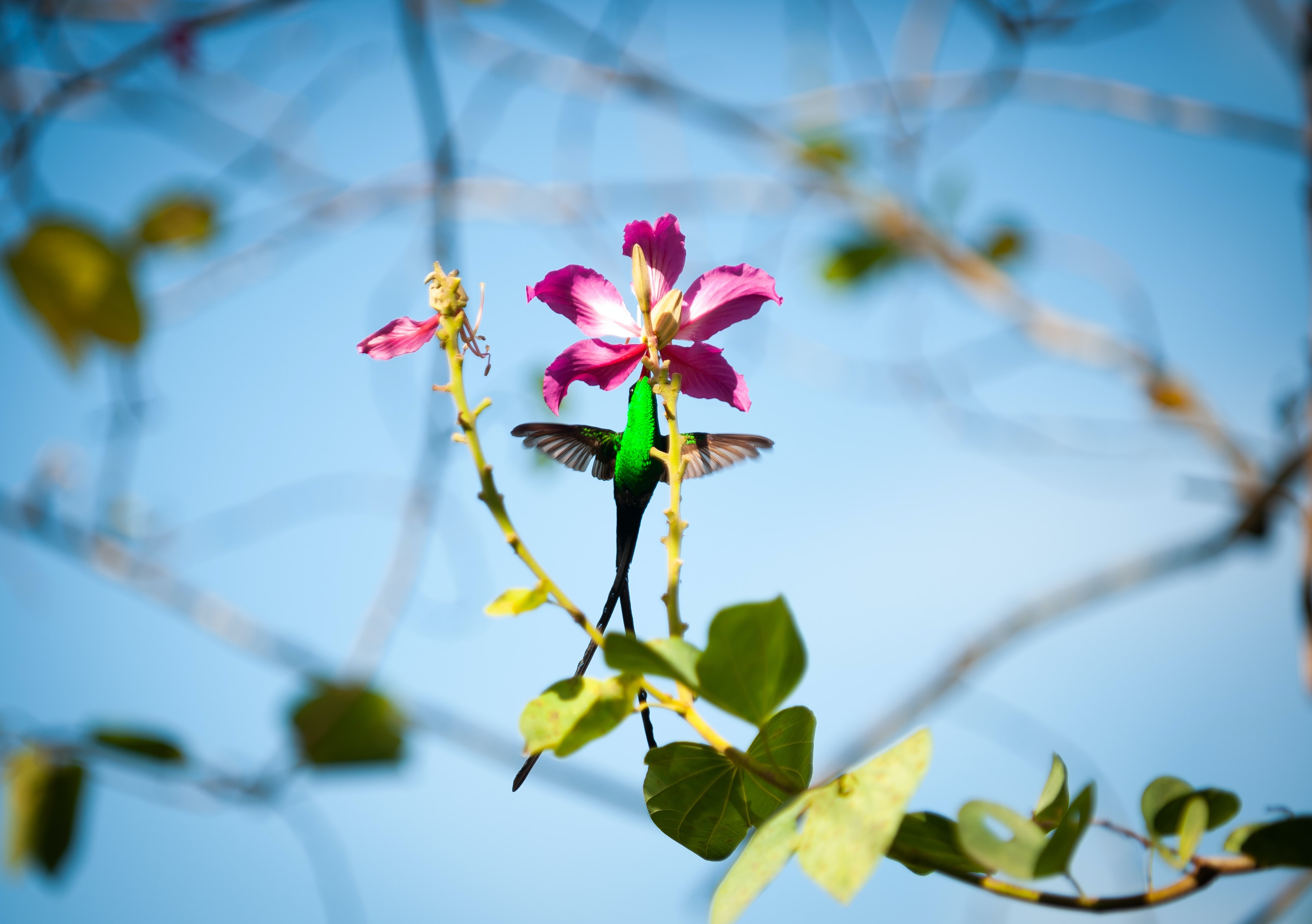 Hummingbird flying around an exotic flower in Jamaica