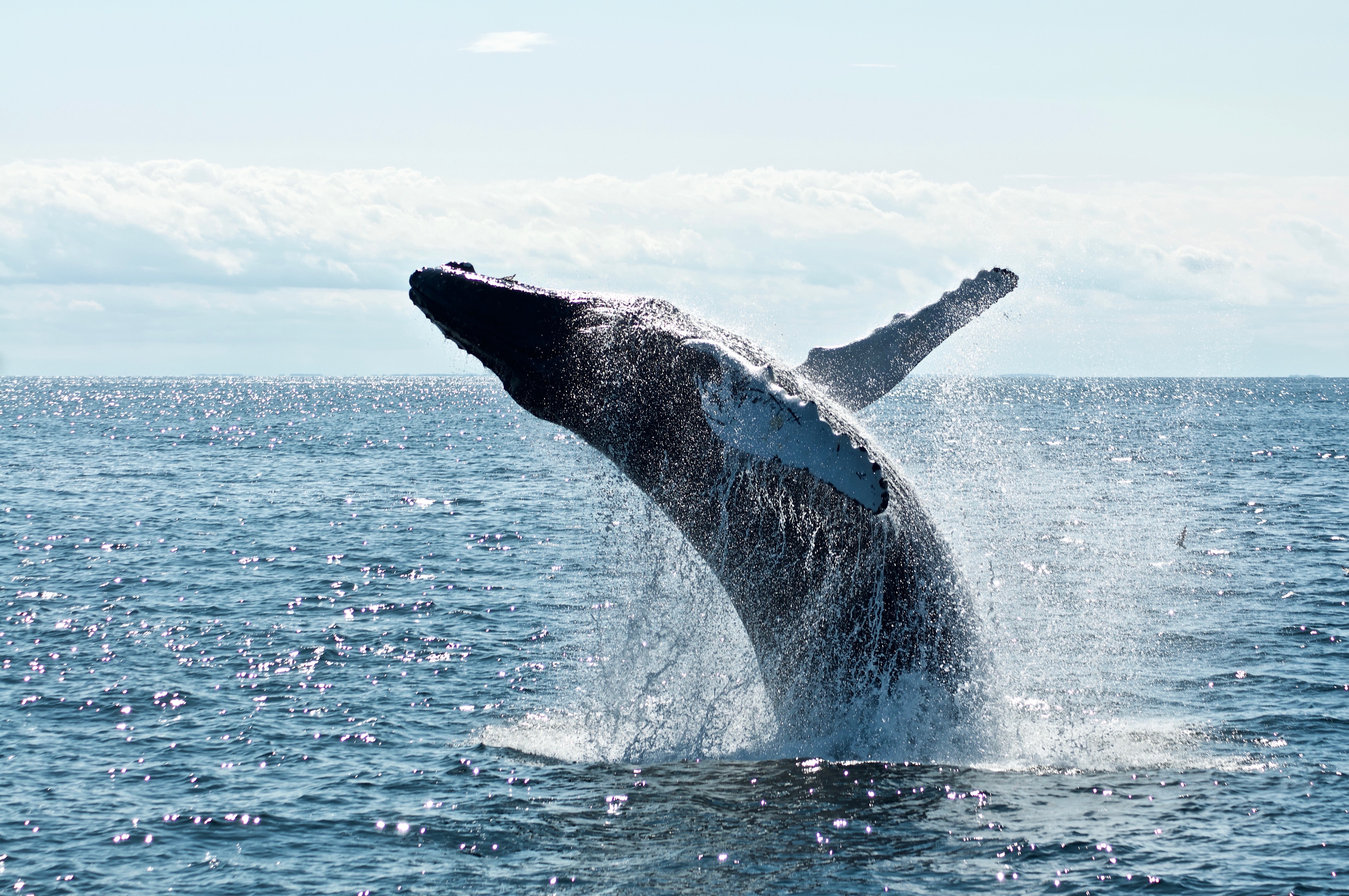 You Can See Humpback Whales in The Dominican Republic!