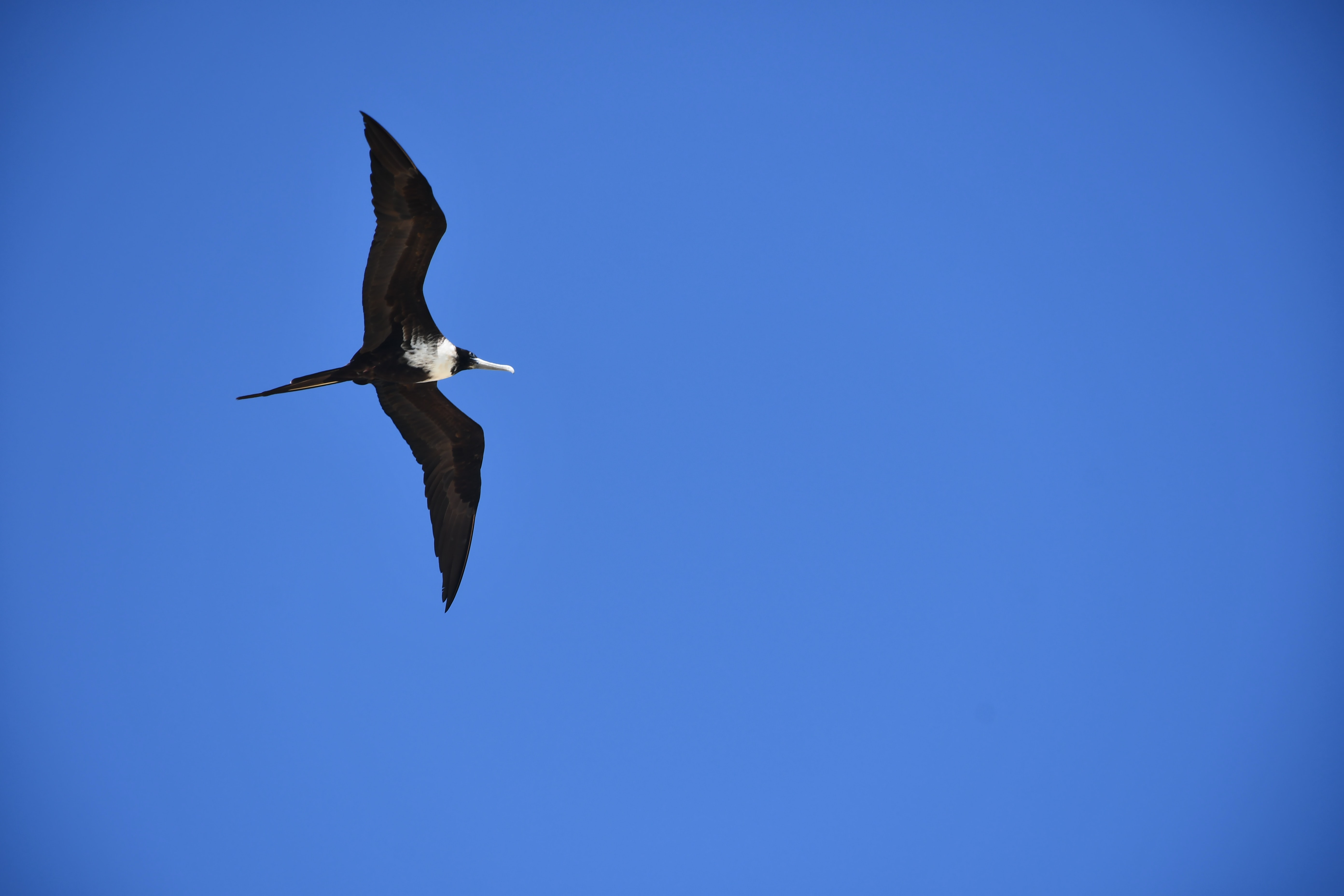 Magnificent Frigatebird in the Dominican Republic