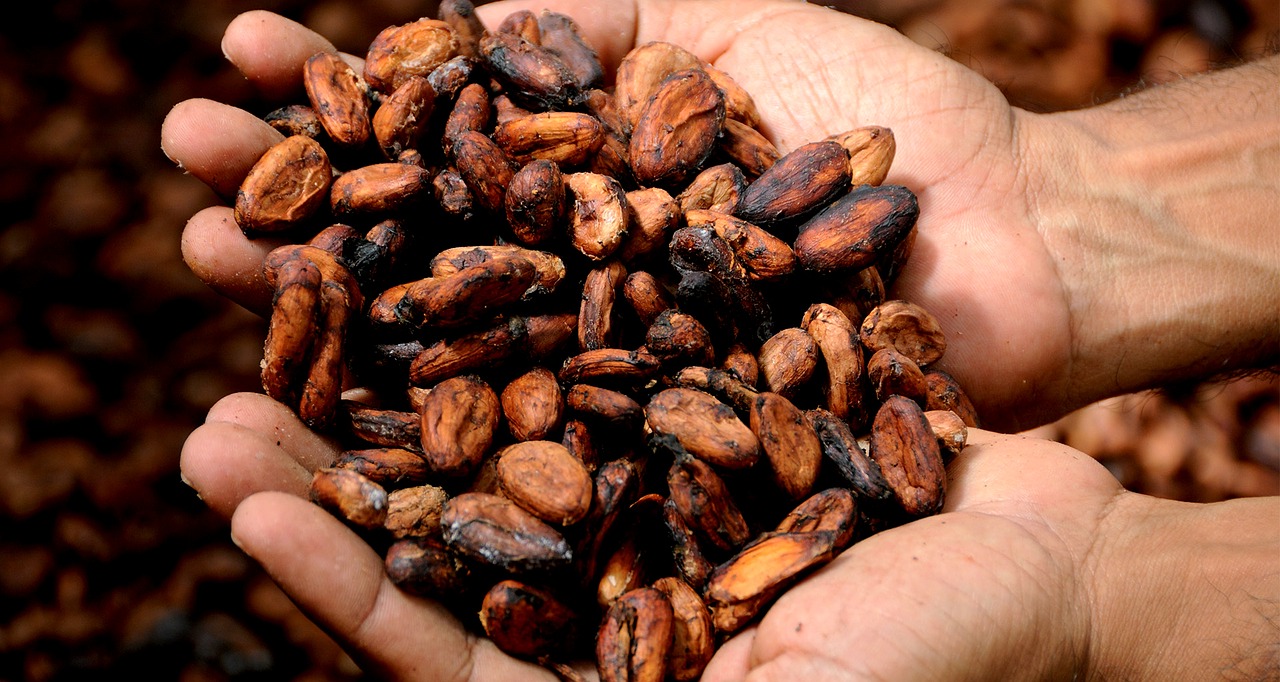 Hands holding Mexican Cacao Hands holding Mexican Cacao