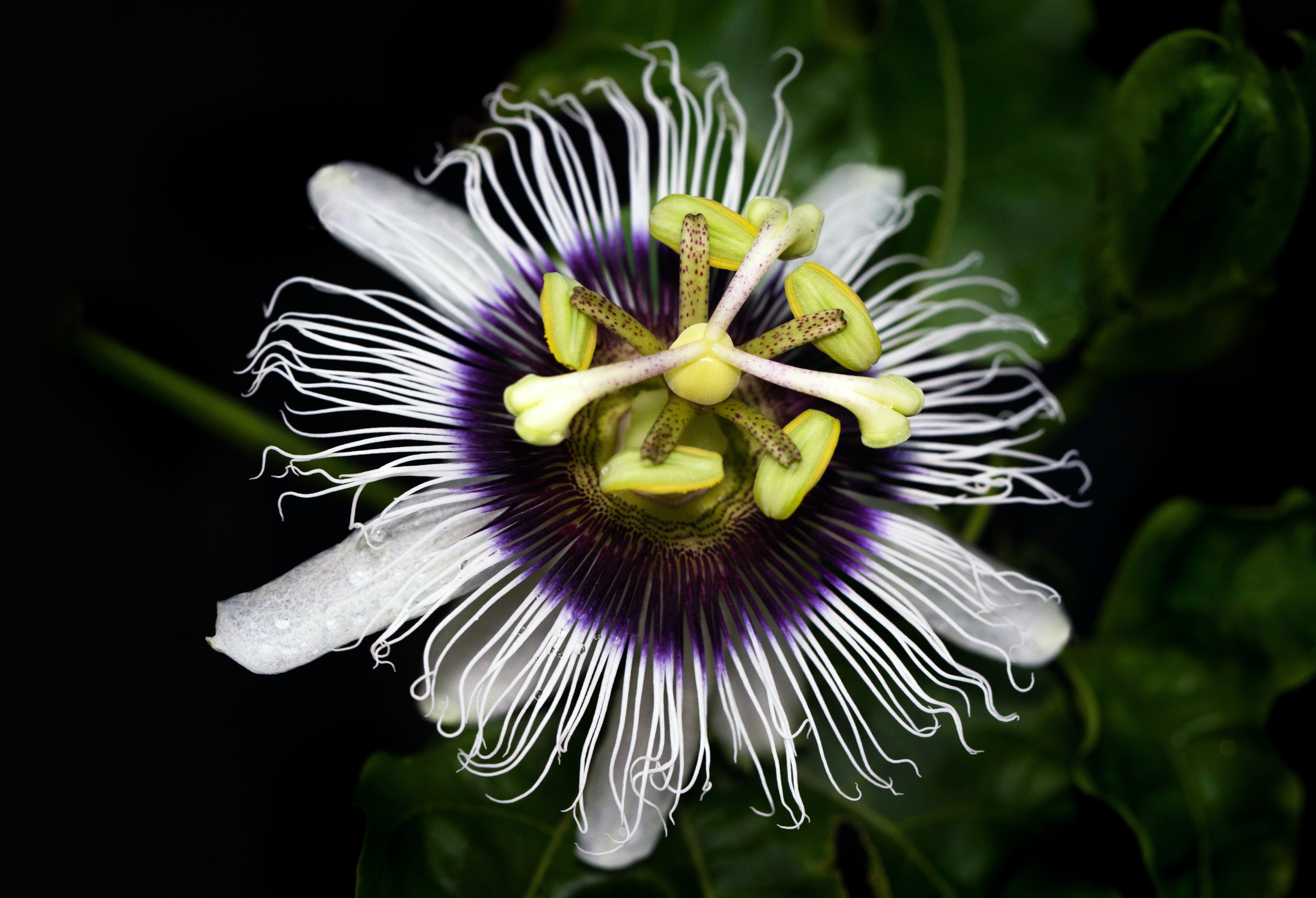 Passion flower on the island of Jamaica