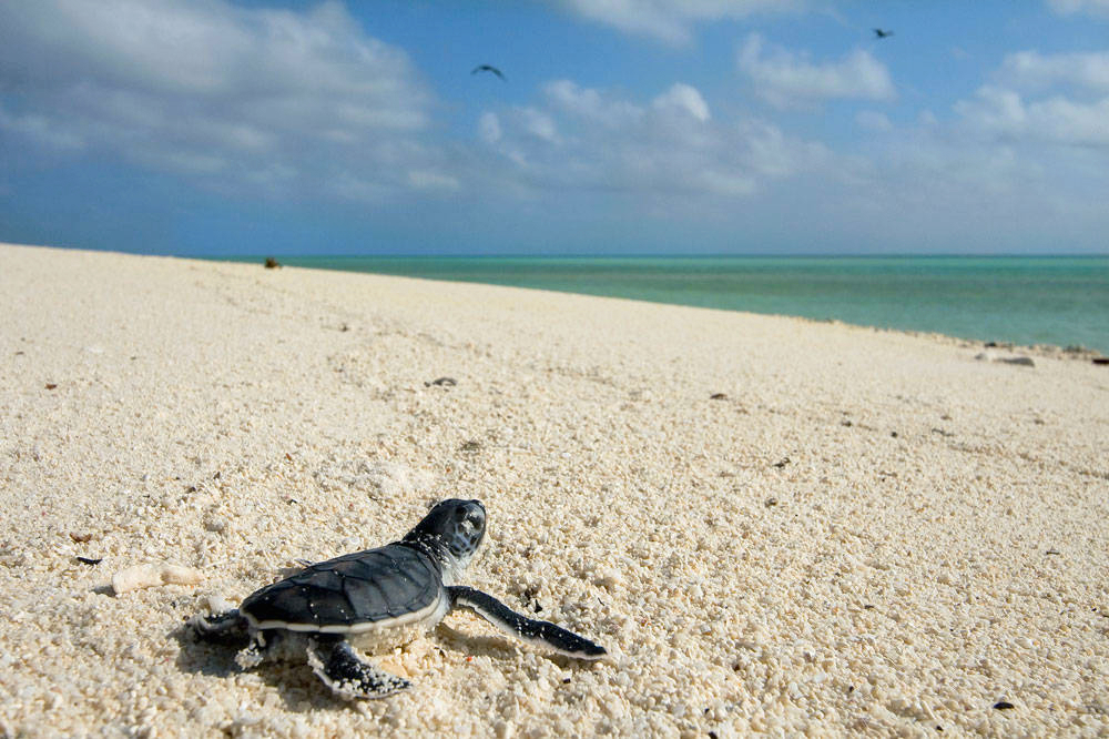 Sustainable travelers protect the turtles and the environment around them