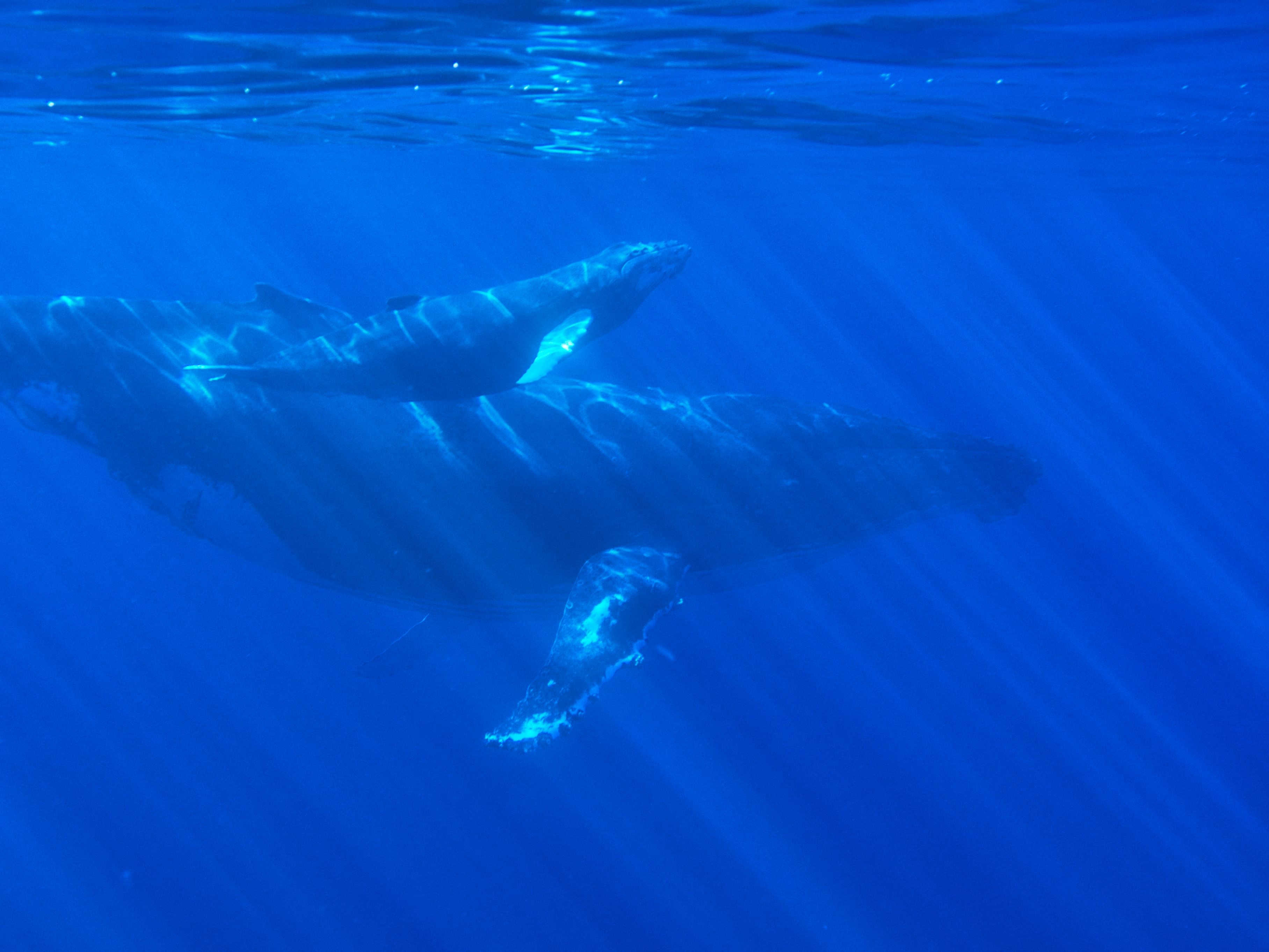 Humpback whale family underwater in the Dominican Republic