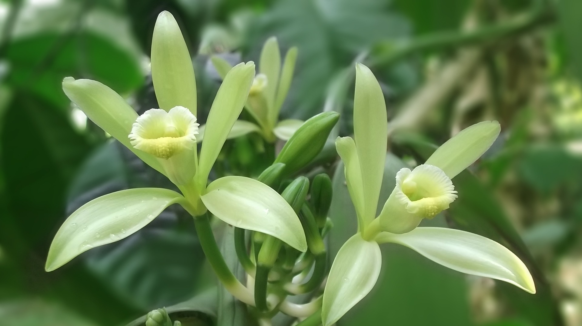 Vanilla flower as found in the Caribbean island of Jamaica